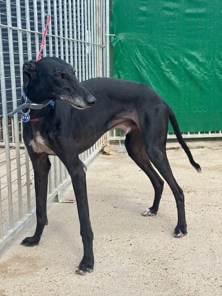 CARBON Galgo