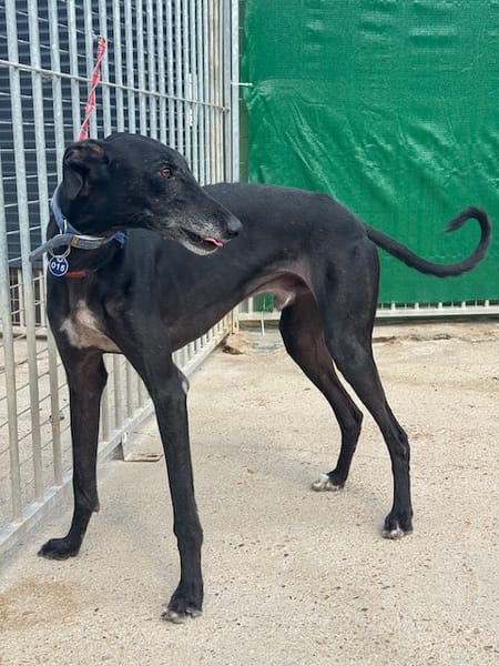 CARBON Galgo