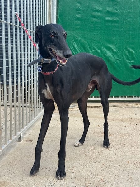 CARBON Galgo