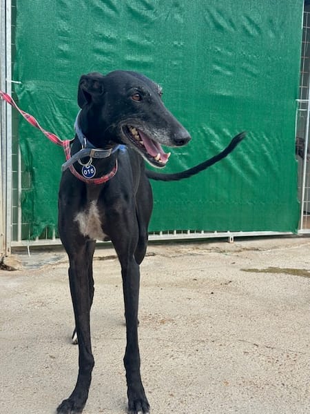 CARBON Galgo