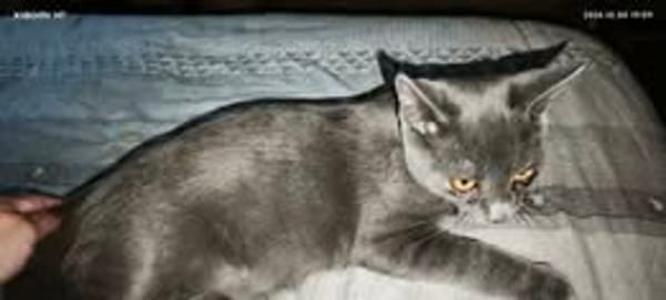 MEWTOO
