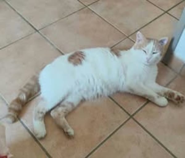 FILOU