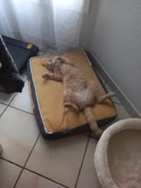 CARAMEL