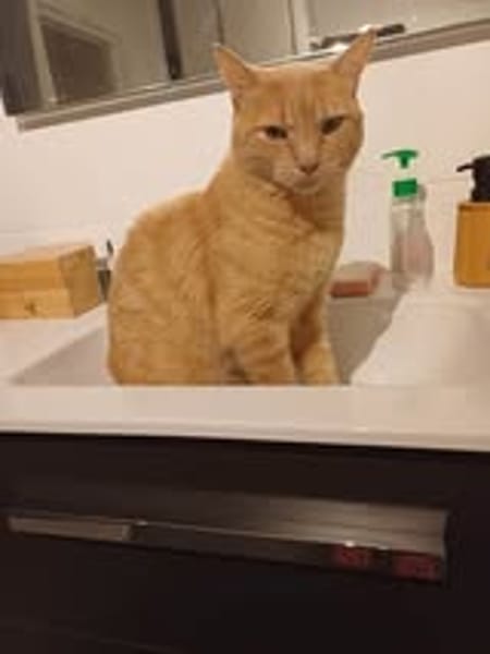 CARAMEL