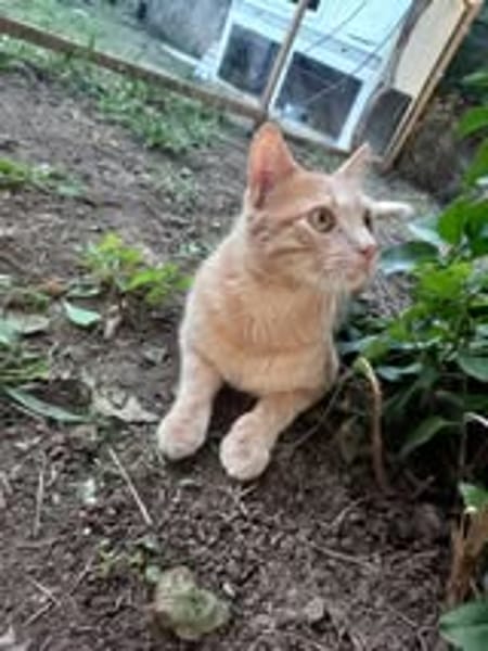 CARAMEL