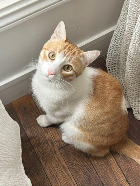Miki