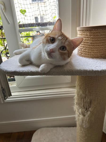 Miki