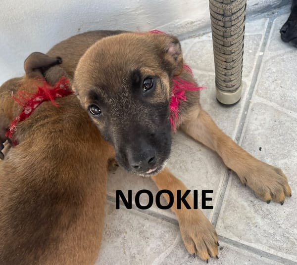 NOOKIE CHIOT FEMELLE