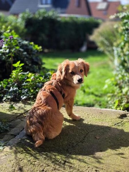 Miro sucht seine Familie ♥