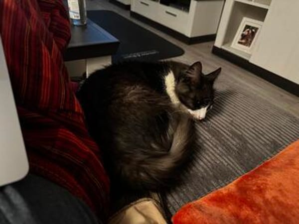 Halblanghaar Bommel sucht mit Garten/Freigang