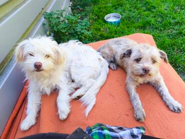 Bolonka ? Mischlingswelpen suchen neue Familie/n