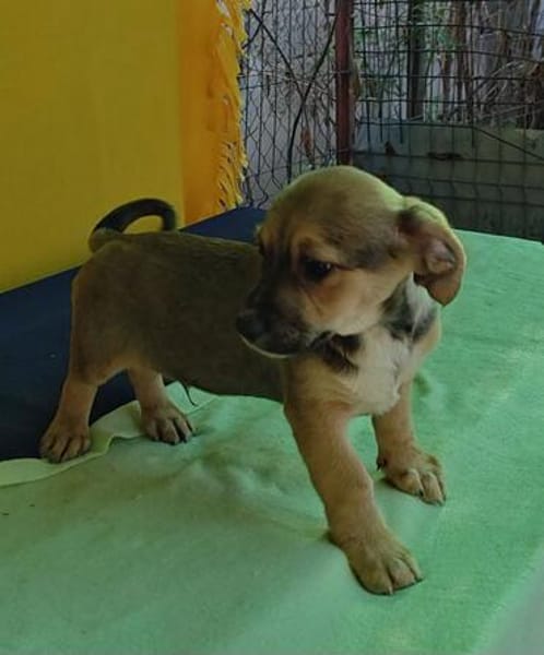 Robby, kleiner Welpe sucht neue Familie