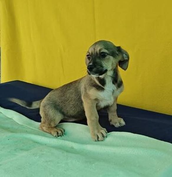 Robby, kleiner Welpe sucht neue Familie
