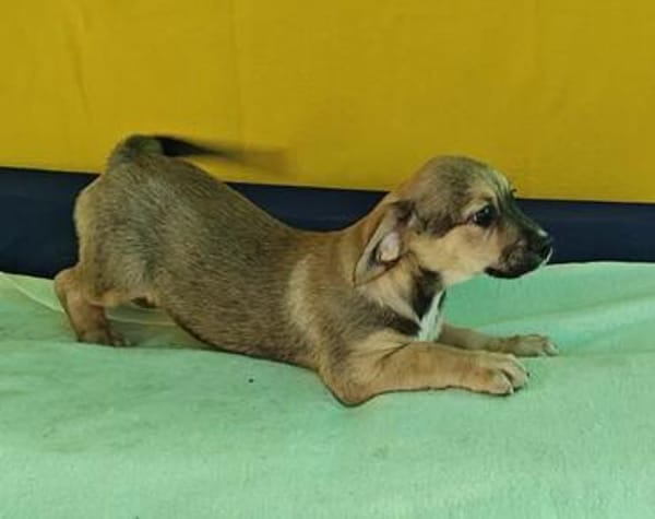 Robby, kleiner Welpe sucht neue Familie