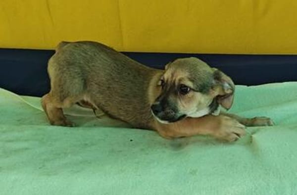 Robby, kleiner Welpe sucht neue Familie