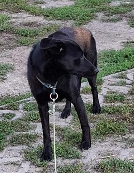 Mira - Junge Labrador-Mix-Hündin sucht einfühlsame Menschen