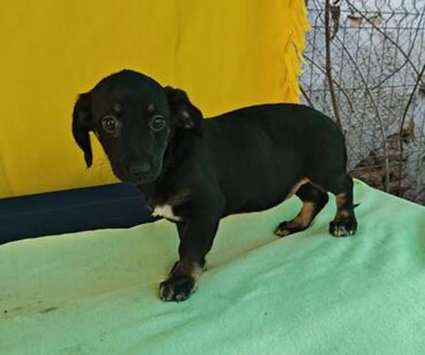 Dolly, zarter Welpe sucht neue Familie
