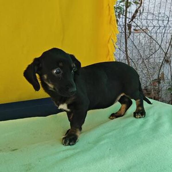 Dolly, zarter Welpe sucht neue Familie