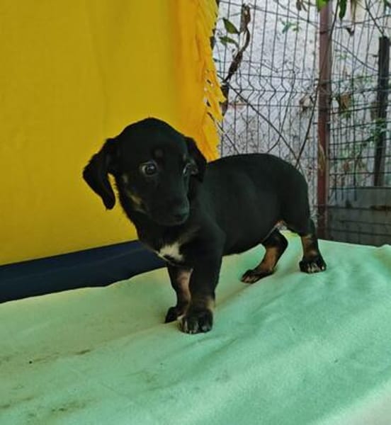 Dolly, zarter Welpe sucht neue Familie