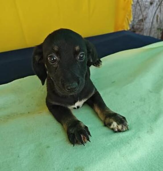 Dolly, zarter Welpe sucht neue Familie