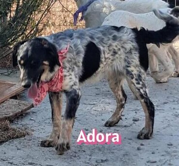 Adora - verschmust, sensibel, sozial