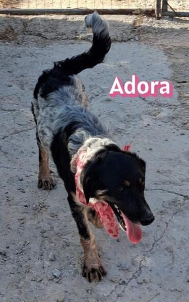 Adora - verschmust, sensibel, sozial