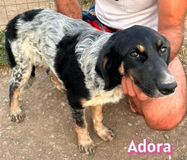 Adora - verschmust, sensibel, sozial
