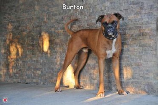 BURTON