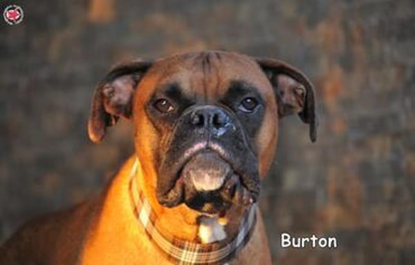 BURTON