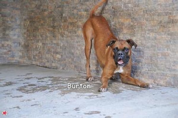 BURTON