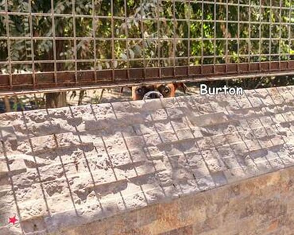 BURTON