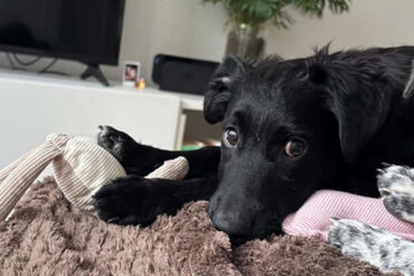 Herzchen Enya 💗 wartet in 04157 Leipzig auf dich