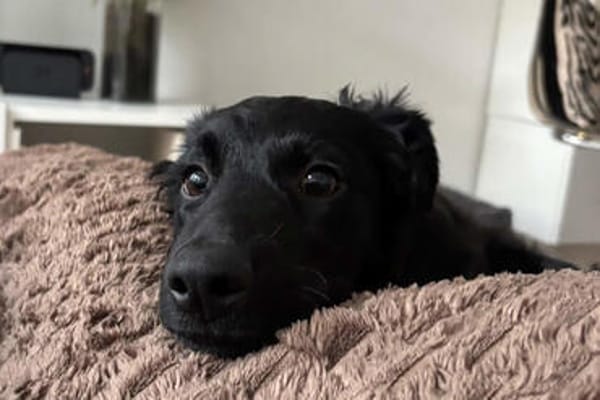 Herzchen Enya 💗 wartet in 04157 Leipzig auf dich