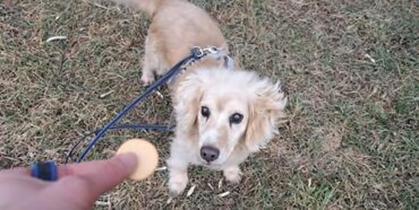 Ricki- ein stiller Herzenshund sucht sein Zuhause