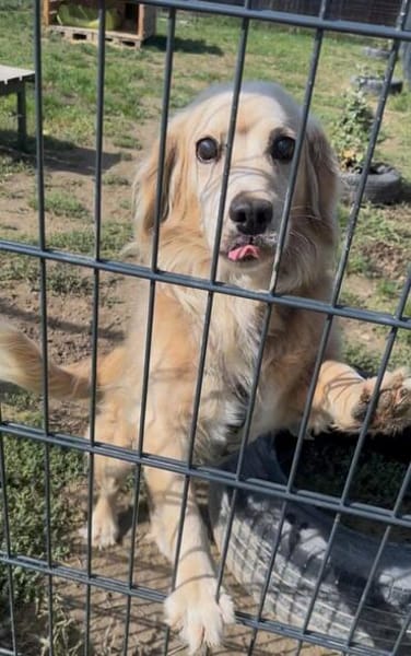 Ricki- ein stiller Herzenshund sucht sein Zuhause