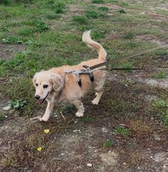 Ricki- ein stiller Herzenshund sucht sein Zuhause
