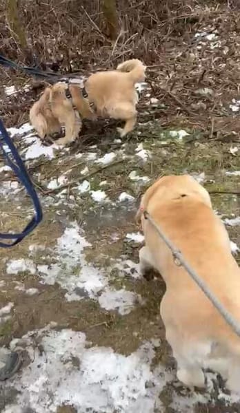 Ricki- ein stiller Herzenshund sucht sein Zuhause
