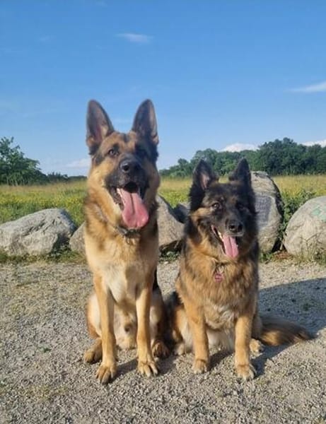 Toller Chico sucht dringend ein neues Zuhause