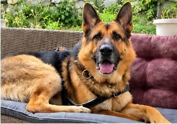 Toller Chico sucht dringend ein neues Zuhause