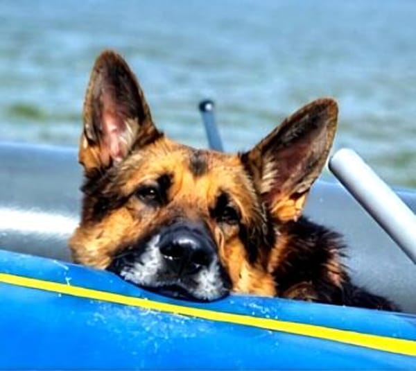 Toller Chico sucht dringend ein neues Zuhause