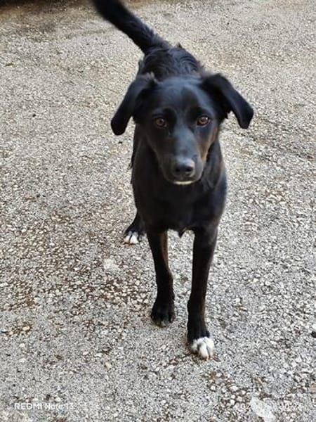 Freundlicher Levi sucht seine Familie
