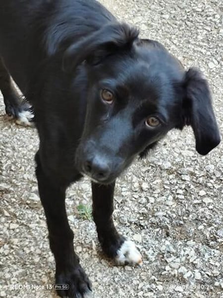 Freundlicher Levi sucht seine Familie