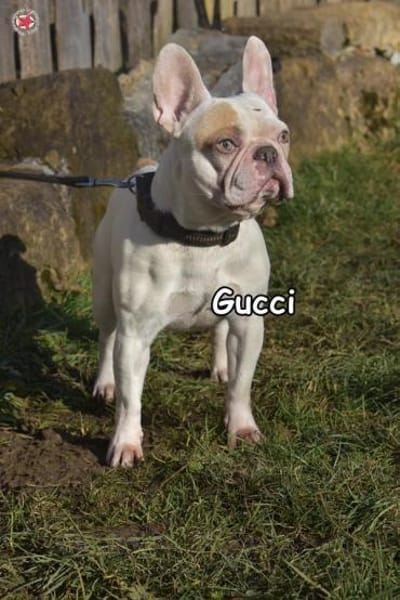 GUCCI