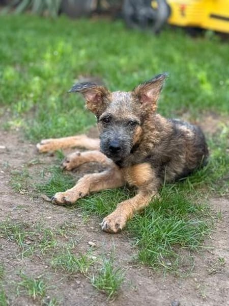 🐾 Josy sucht ihr Zuhause 🏡❤