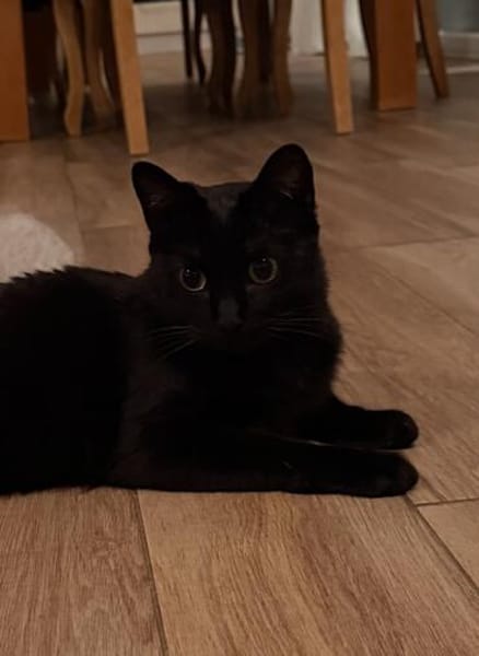 Negra eine verschmuste Einzelprinzessin