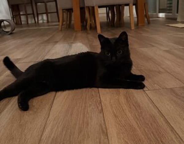 Negra eine verschmuste Einzelprinzessin