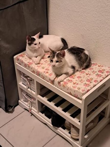 Lily & Milo suchen gemeinsam ein Zuhause