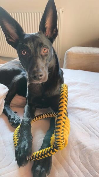 🐾 Ria sucht ihre Menschen