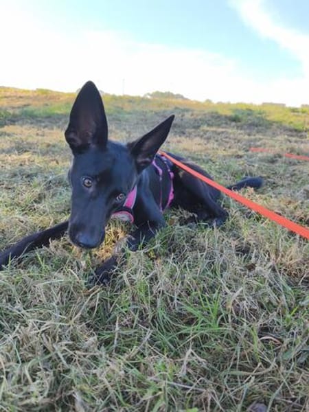 🐾 Ria sucht ihre Menschen