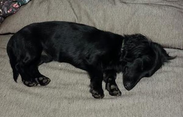 Treuer Begleiter Benji sucht sein Körbchen